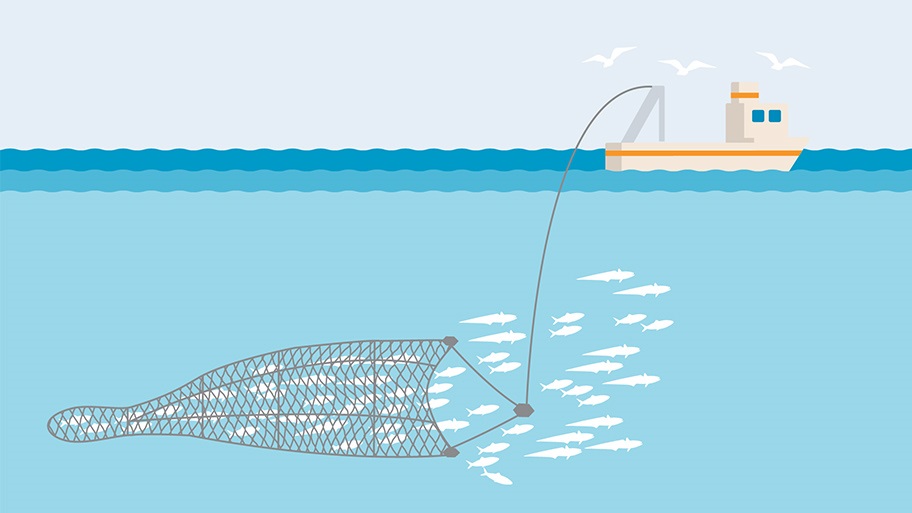 Pelagic or midwater trawl fishing gear illustration