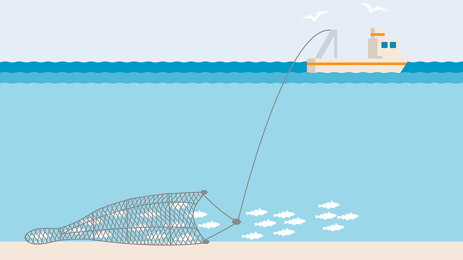 Bottom trawl demersal trawl illustration