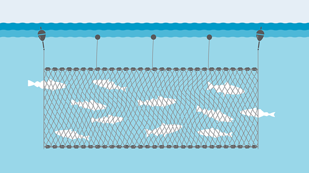 Commercial Fishing Methods: Gillnets