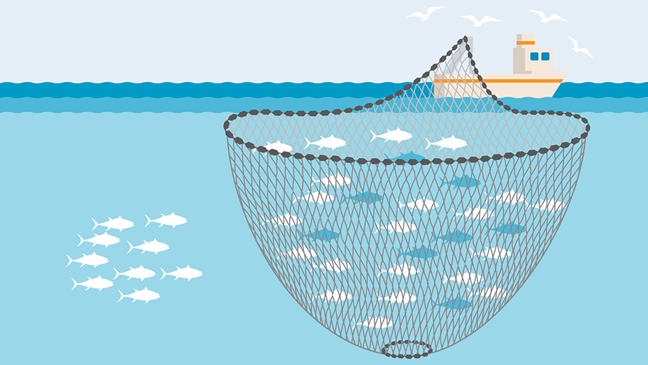 Purse Seine fishing gear illustration