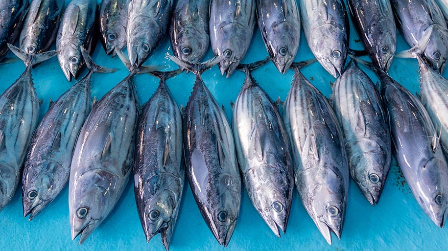 Freshly caught skipjack tuna at market in the Maldives