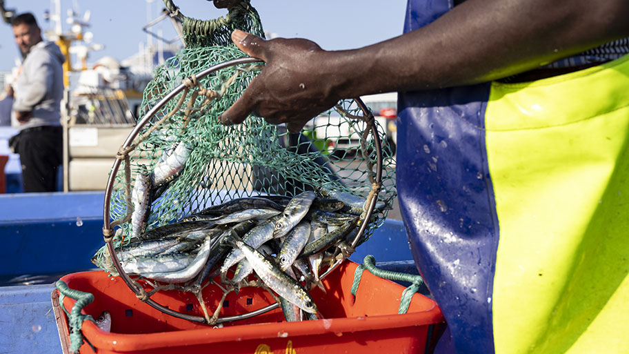 Close-up of fisherman's arms unloading sardines from net to bucket