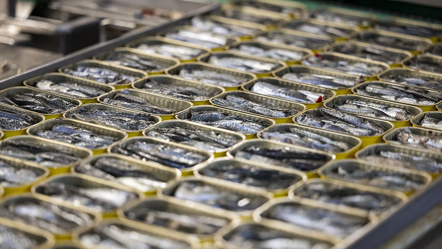Rows of freshly canned Iberian sardines in factory, Portugal