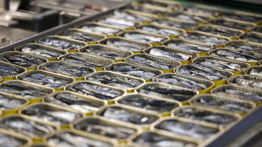 Rows of freshly canned Iberian sardines in factory, Portugal