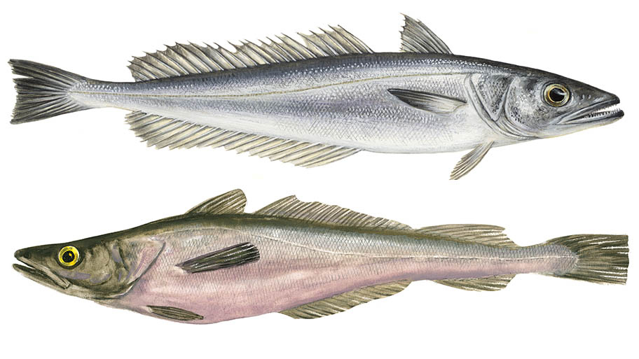 Illustrations of European and Southern hake fish