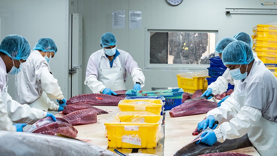 Workers in masks and overalls cutting fresh tuna, Big Fish Processing, Maldives