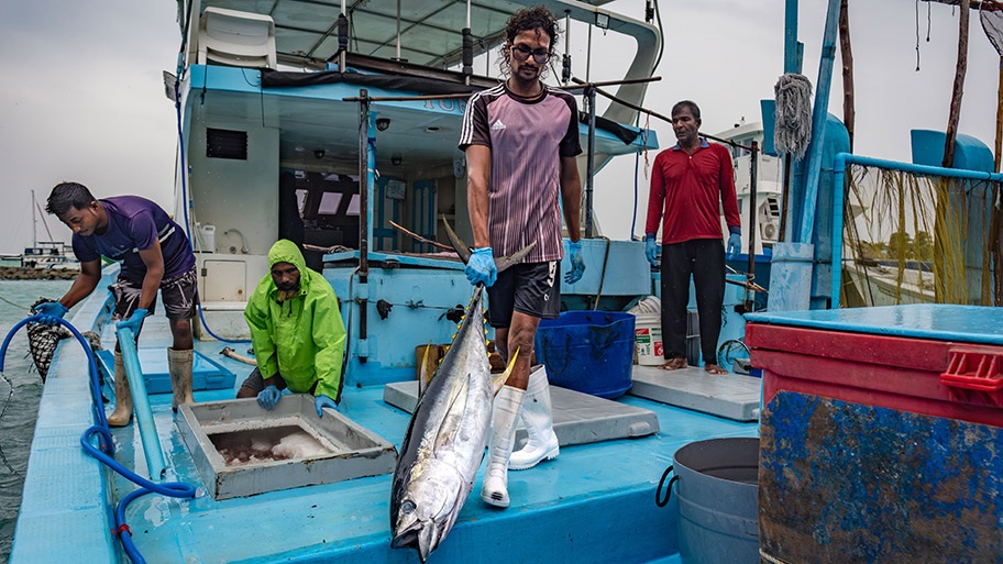 Maldives tuna fishers hauling fresh catch on deck of boat