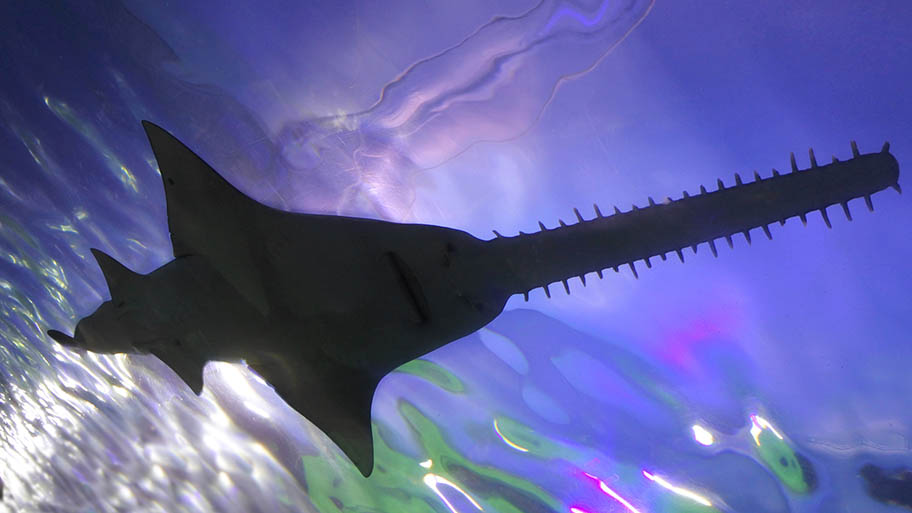 Silhouette of sawfish under reflective water, seen from underneath