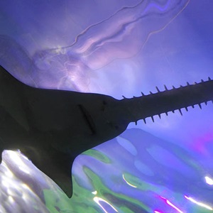 Reducing sawfish interactions in Australia