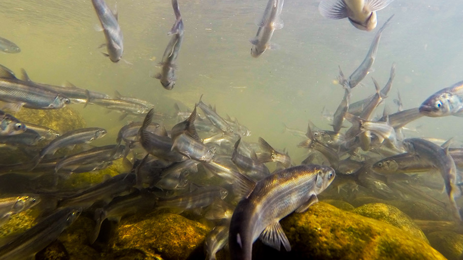 A group of eulachon fish taken from below swimming in a river