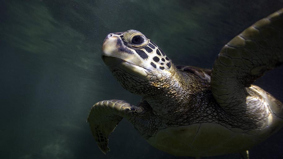 Nærbillede af havskildpadde, uægte karetskildpadde (Caretta caretta) under vandet