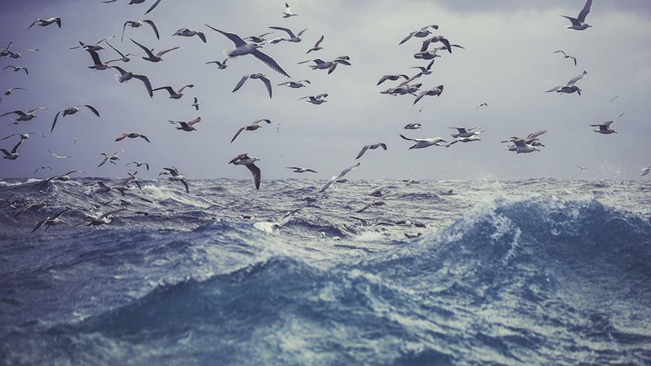 A flock of gulls flying over the Barents Sea