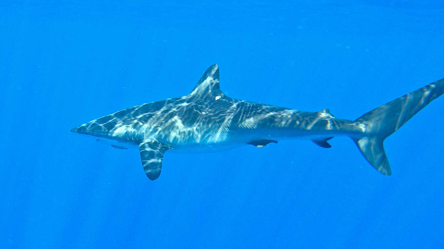 Silky shark underwater, near surface with dappled light on body