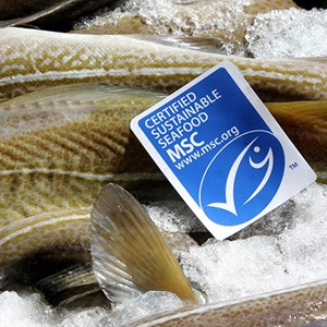 Dlaczego warto przystąpić do programu certyfikacji MSC?