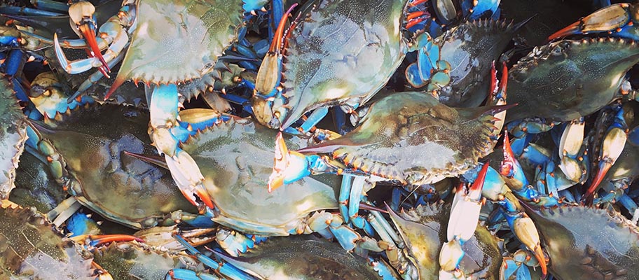 Close-up of freshly caught blue crabs