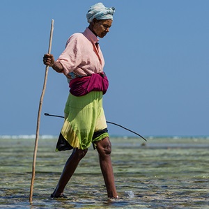 Working towards sustainability in Madagascar’s reef octopus fishery