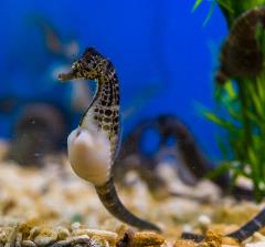 Male seahorse carrying eggs in belly, underwater