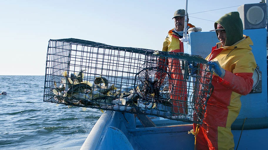 Two fishers on small boat with one hauling metal trap containing fish