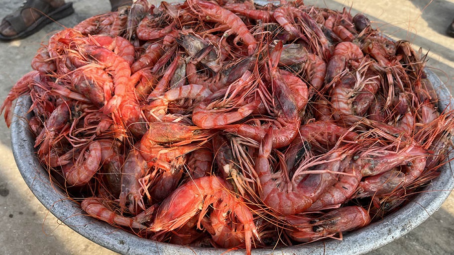 Close-up of large bowl of freshly caught red shrimps
