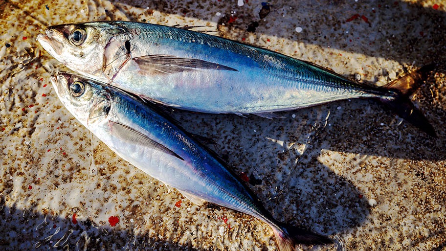 Two freshly caught jack mackerel on ship deck