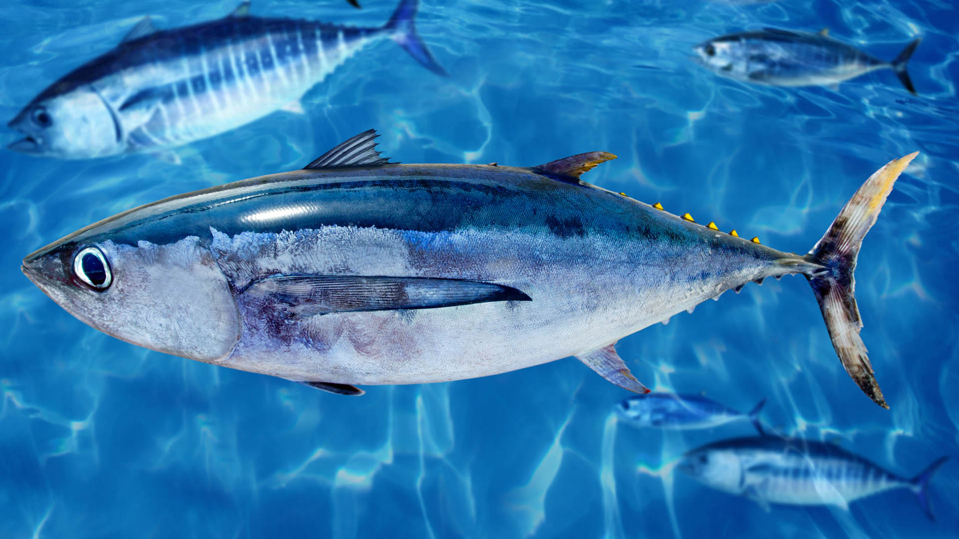 An albacore tuna close-up, near surface of water, with others swimming in the background