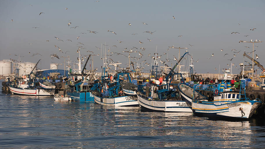 Iberian sardine boats Iberian sardine boats in harbour with gulls flying overhead