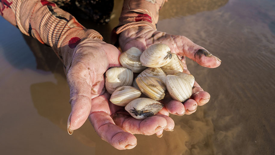 Hands holding up freshly gathered clams, Ben Tre, Vietnam Hands holding up freshly gathered clams, Ben Tre, Vietnam