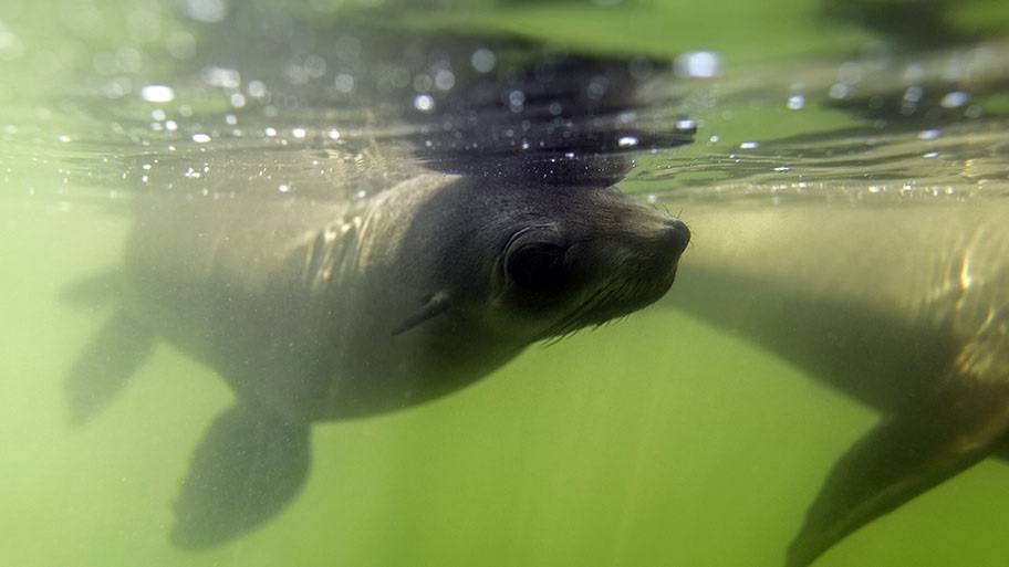 Close-up of Cape fur seal swimming underwater, just beneath the surface