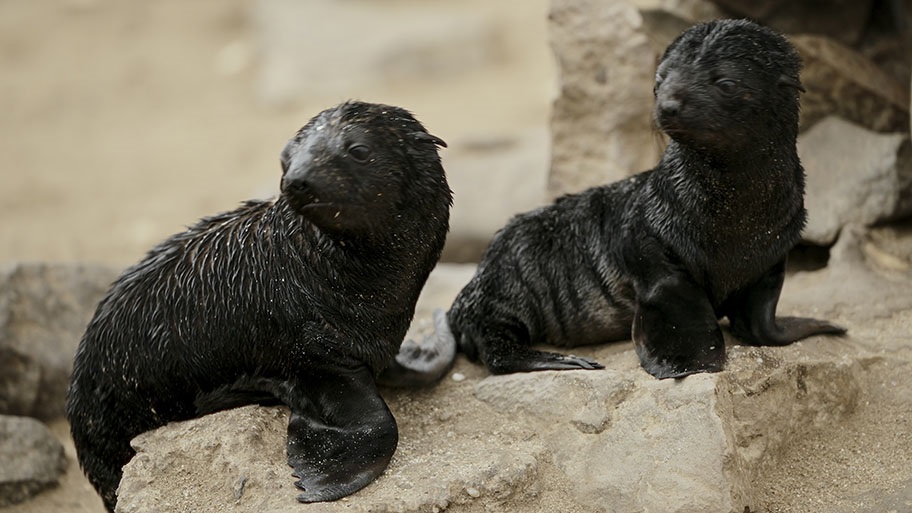 Two Cape fur seal pups sitting on rocks, Namibia