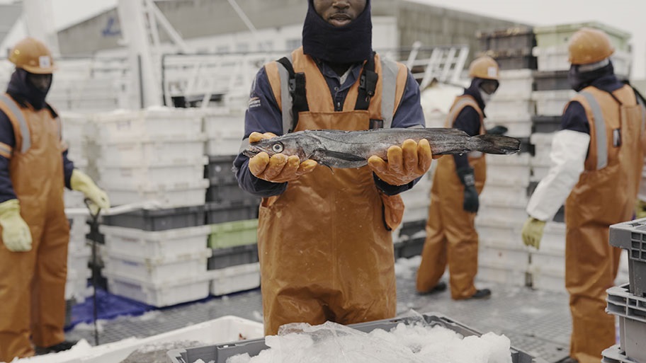 Man in orange overalls holding fresh hake fish over ice, other workers packing crates in background