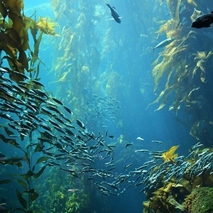 Sustainable fisheries mitigate bycatch and habitat impacts: 5 key findings from MSC research