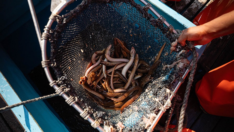 Bucket of freshly caught eels, Peru
