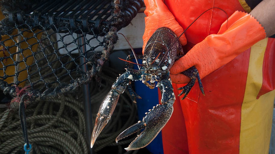 Gloved hands of fisher holding freshly caught lobster with trap behind, Normandy, France