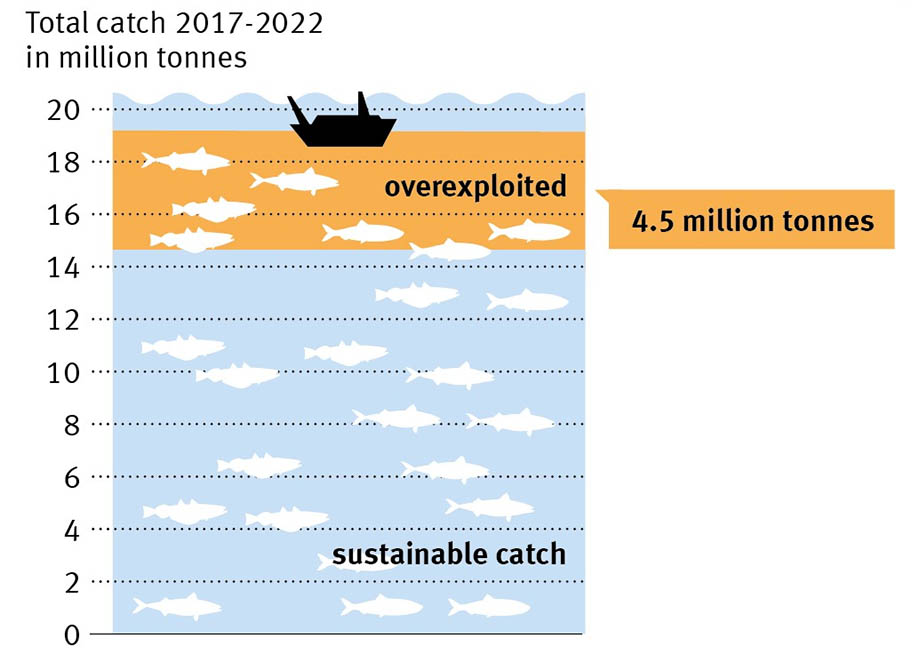 Infographic showing the total catch of three North East Atlantic pelagic species - with catch exceeding advice by 4.5 million tonnes
