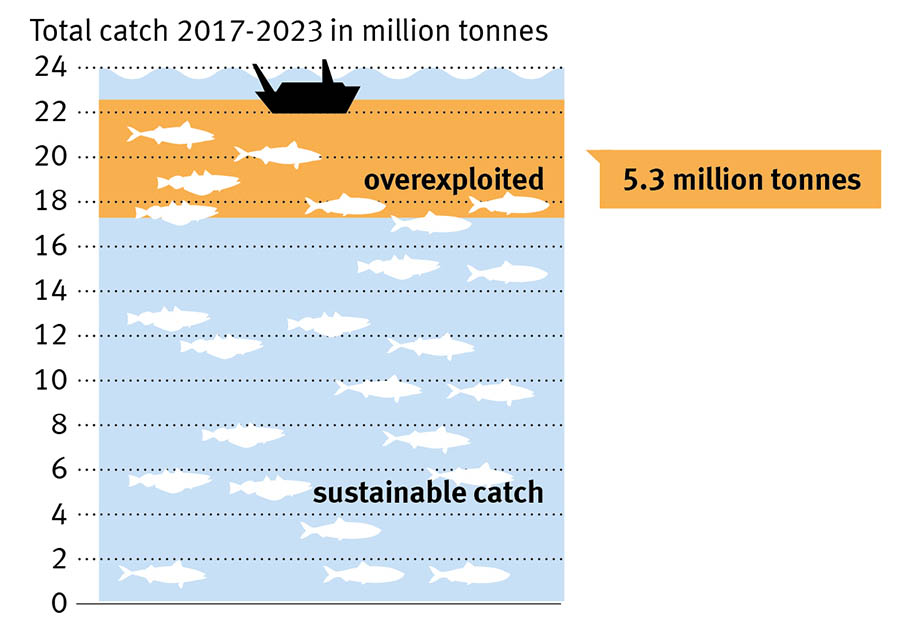 North East Atlantic - Too much fishing graphic Infographic showing the total catch of three North East Atlantic pelagic species - with catch exceeding advice by 4.5 million tonnes