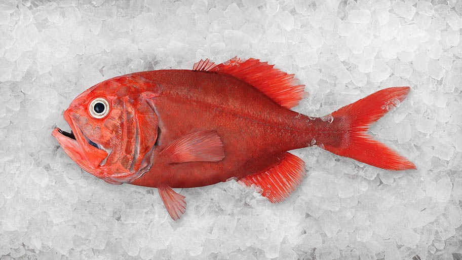 Single orange roughy fish on ice
