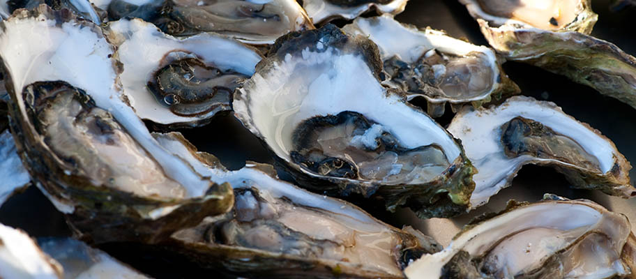 Oysters in half shells