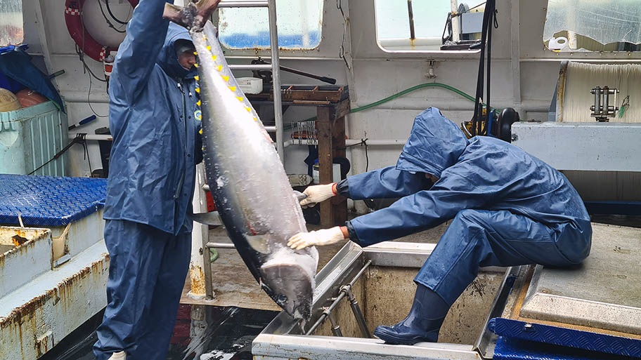 Two fishers in blue overalls inside boat guiding a freshly caught tuna fish down a hatch