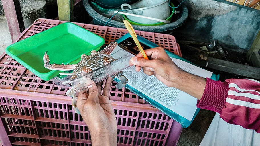 Hands with plastic ruler measuring crab over crate