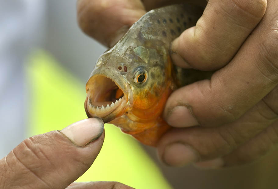 Human thumb holding open mouth of piranha held in other hand