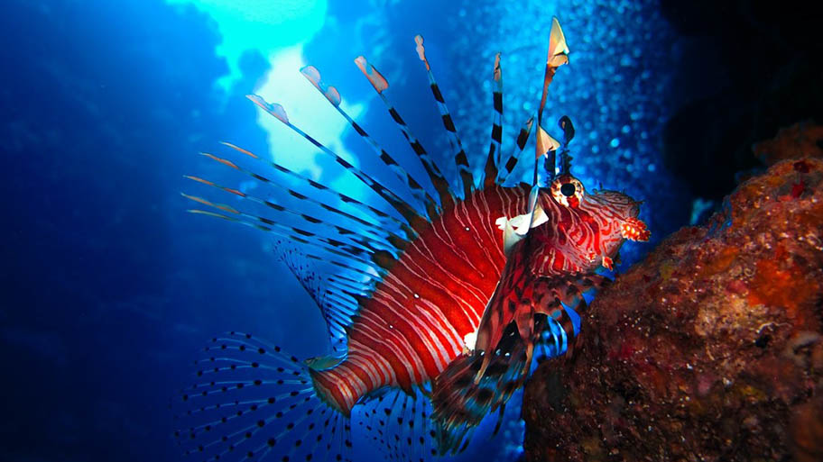 Brightly coloured coral reef fish (lionfish) underwater.