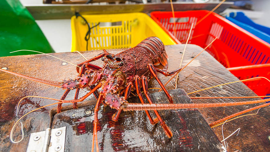 Close-up of rock lobster on wooden crate with colourful plastic crates behind