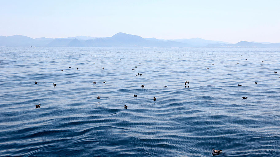 Blue sea with gulls on surface and hazy mountains in background