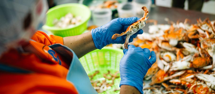 Woman in apron and protectives gloves picking meet from crab.