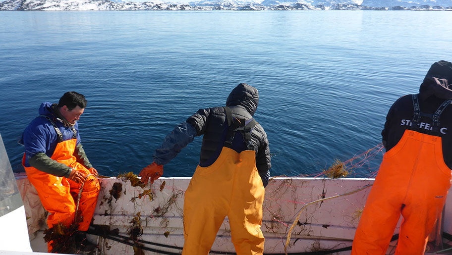 Fishers hauling up lumpfish on a boat in Greenland