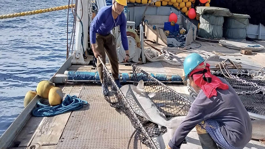 Two fishers in hard hats on vessel deck holding stretcher with shark for release