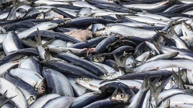 What is sustainable fishing