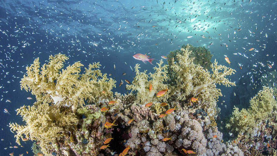 Coral reef surrounded by small, colourful fish and light shining through surface of water
