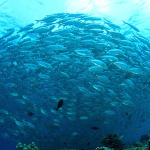 Qu’est-ce que la pêche durable ?