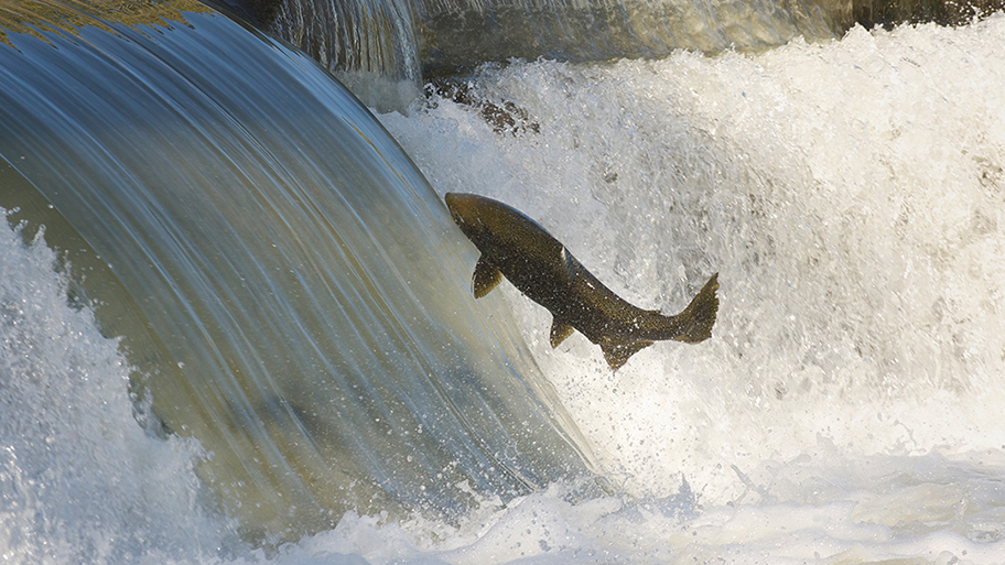 Salmon jumping in front of cascading water